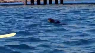 Sea otter eating a giant clam [upl. by Claire]