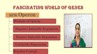 ara operonStructure of OperonNegative RegulationPositive Regulationcatabolite repressionRegulon [upl. by Anyotal331]
