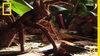 Largest Spider in the World  GIANT Tarantula  National Geographic [upl. by Attenej]