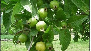 How to plant a Guava tree [upl. by Chimene]