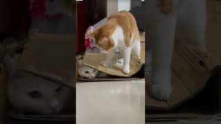 catcalling cat funny meow catsounds catlover meowingtv kucing hungrykittens kitten [upl. by Marleen]