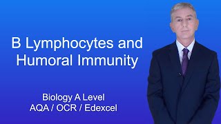 A Level Biology Revision quotB Lymphocytes and Humoral Immunityquot [upl. by Zenobia12]