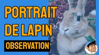 lapin relaxe qui prend son bain [upl. by Stenger]