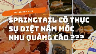 Springtail có thực sự diệt nấm mốc không [upl. by Maupin387]