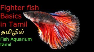 betta care in tamil  betta care for beginners  Betta fish in tamil  Fish Aquarium Tamil [upl. by Cavuoto]