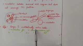 Nucleolus  structure and functions For BSc students  Biology students MSc entrance exams [upl. by Natale]