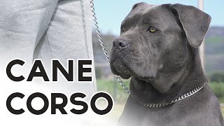 CANE CORSO [upl. by Harlin]