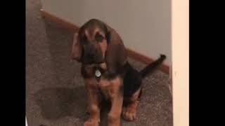 Watson my 12weekold Bloodhound baying [upl. by Litman]