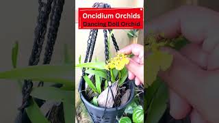 Growing Oncidium Orchids – How To Care For Oncidium Dancing Ladies  Dancing Doll Orchid [upl. by Acinelav]