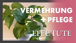 Efeutute vermehren und pflegen 🍃🌱 Epipremnum  Pothos [upl. by Clementis]