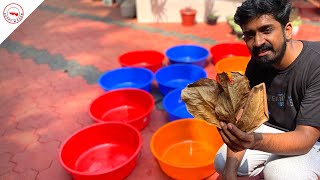 ഫൈറ്റർ ഫിഷ് ബ്രീഡിങ്ങിൽ കൂടുതൽ കുഞ്ഞുങ്ങളെ കിട്ടാൻ  Bett Fish Breeding Secrets From Guppy Wagon [upl. by Annavoig]