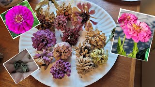 How to save zinnia seeds [upl. by Booze]