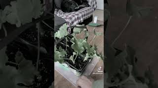 Geranium Propagation October Update [upl. by Notxam]