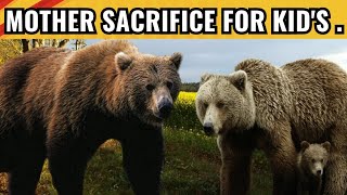 Mothers Bear Fight to Save Her Kids 🥺  Mothers Sacrifice For Her Baby 😭 animls wildlife bear [upl. by Ahsenahs926]