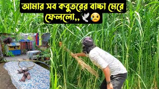 আমার সব কবুতরের বাচ্চা মেরে ফেললো🕊😥 [upl. by Scales]