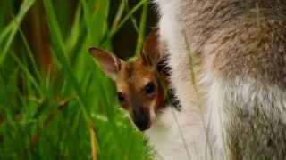 Rednecked Wallaby Macropus rufogriseus banksianus ♀ with Joey 1 [upl. by Jewel887]