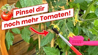 Kein Witz So wird aus JEDER Blüte eine Tomate [upl. by Eyahs]