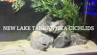 The new cichlids are settling in African Cichlids  Lake ￼Tanganyika [upl. by Choong725]