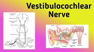 Vestibulocochlear Nerve  Cranial Nerve 8 Auditory Pathway Nystagmus [upl. by Doowyah451]