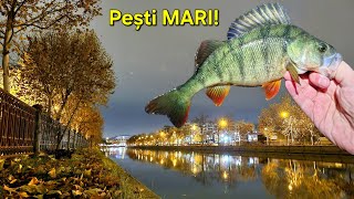 Am Pescuit PEȘTI MARI UNUL DUPĂ ALTUL pe Dâmbovița AM PRINS și un CARAS MARE [upl. by Abas820]