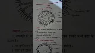 साइकान की अनुप्रस्थ काट  TS Of Sycon  Bsc 1 year Zoology practical shorts [upl. by Pacifa630]