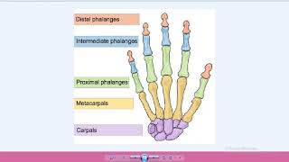 appendicular skeleton and joints  احياء تالته ثانوي لغات [upl. by Anidal]