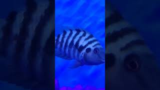 Satisfying Fish Tank Cleaning 🧼🌊 aquariumcare viralvideo viralshorts trendingshorts trending [upl. by Azilef]