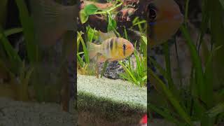 German Blue Ram named Barney 🐟 Shorts Blueram Cichlid AquariumLiveStream4U [upl. by Leiso]