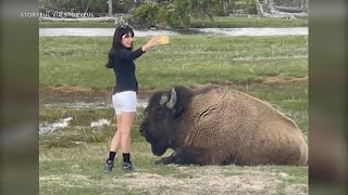 Despite warnings woman approaches bison for selfie in Yellowstone [upl. by Nosaes]