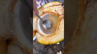 Easy Coconut Cutting and fresh Malai harvesting shorts satisfying fruit [upl. by Darn]