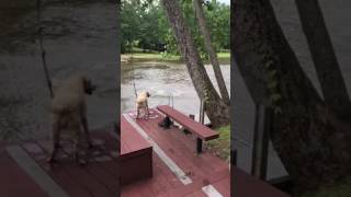 Dogs Buster amp Jazz panic when owner swings out and falls into lake then swim out to rescue him [upl. by Elamaj]