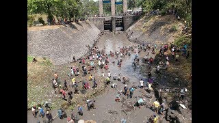 Tangkap Ikan Rame rame di SungaiTradisi Unik Kemarau Banyuwangi Berburu Dam Singir [upl. by Ivey]