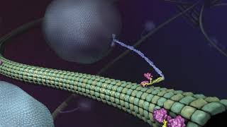 What is Kinesin Ron Vale Explains [upl. by Airamalegna]