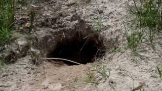 Gopher Tortoise Digging a Burrow [upl. by Ramak]