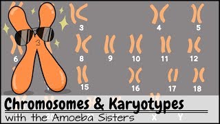 Chromosomes and Karyotypes [upl. by Cherye]