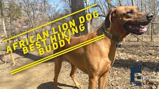 The Rhodesian Ridgeback  Hiking Companion and Great African Lion Dog [upl. by Ahsiniuq]