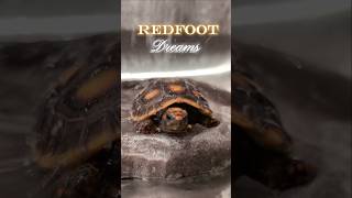 Redfoot Dreams tortoise redfoot reptiles animalphotos tortoiseaddict cuteanimals funny [upl. by Deana]