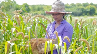 Foxtail Millet harvesting Thana hal and make sweet  mali cooking [upl. by Eittam]