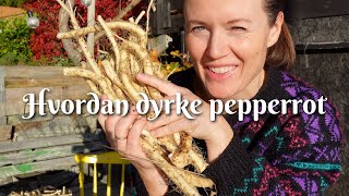 Hvordan dyrke pepperrot [upl. by Izak]