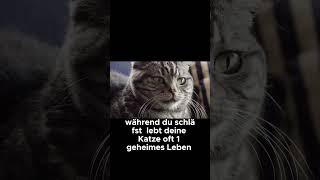 Das geheime Nachtleben deiner Katze  Katzenfakten [upl. by Eellehs]