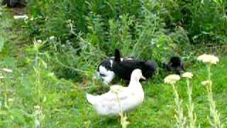 Bunny and Duckmating [upl. by Gairc]