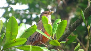 RUFOUSBELLIED THRUSH The melody of the orange thrush from Brazil Sabiá Laranjeira [upl. by Isbel]