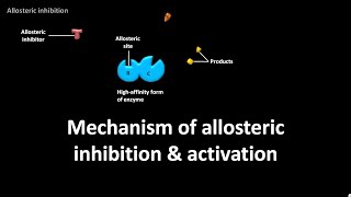 Mechanism of allosteric inhibition and activation [upl. by Sperling]