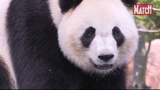 La vie de Huan Huan Panda star à Beauval [upl. by Newhall886]