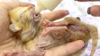 Feeding newborn kittens with bottle milk formula [upl. by Pelmas220]