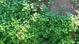 Edible weeds in my garden [upl. by Glimp]