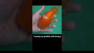 Treating my Goldfish with Dropsy goldfish aquarium fishtank [upl. by Eisen593]