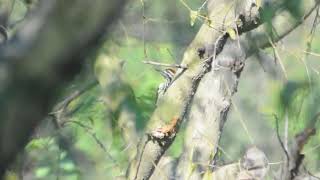 413Blackrumped Flameback Lesser Goldenbacked WoodpeckerDinopium benghalense Punjab India [upl. by Aidas365]