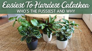 Hard to Easy Calathea  Whos the Fussiest and Why [upl. by Seibold]