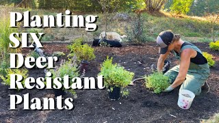 Planting SIX Deer Resistant Plants Tried and True [upl. by Timotheus660]